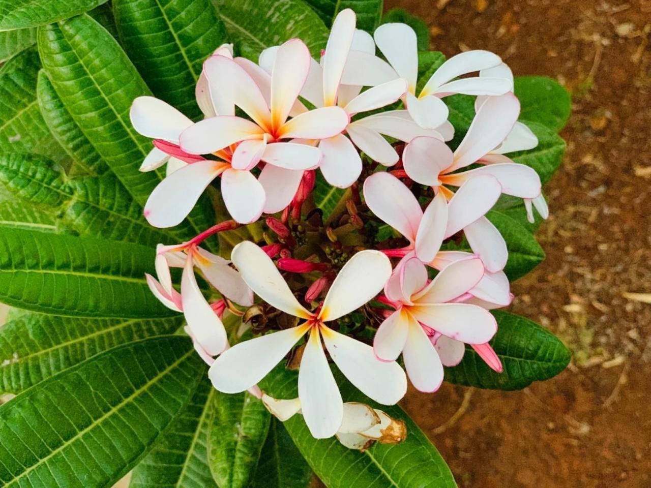 Апартаменты Mizzle Exotica Лонавала Экстерьер фото